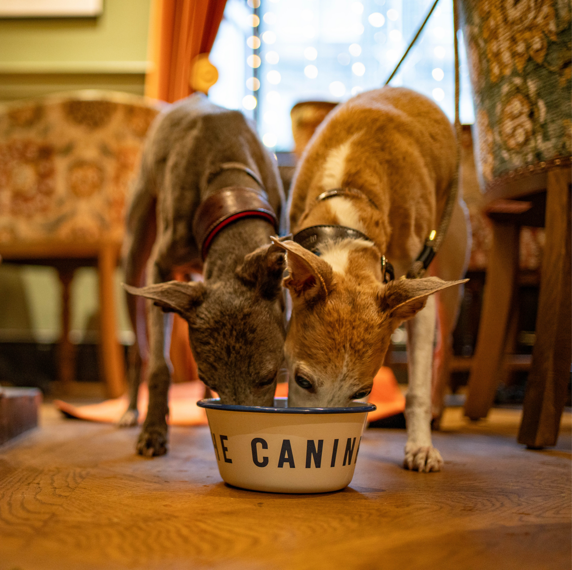 Branded enamel dog bowl image 1